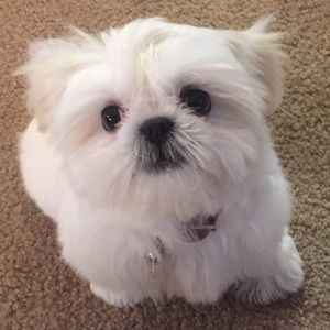 Meet your Posher, Virginia